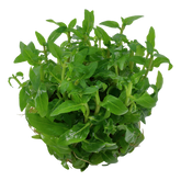 049G TC South American Staurogyne repens